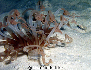 Sand Anemone- night dive by Lisa Hinderlider 